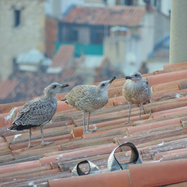 "seagulls babies waiting for mum" stock image