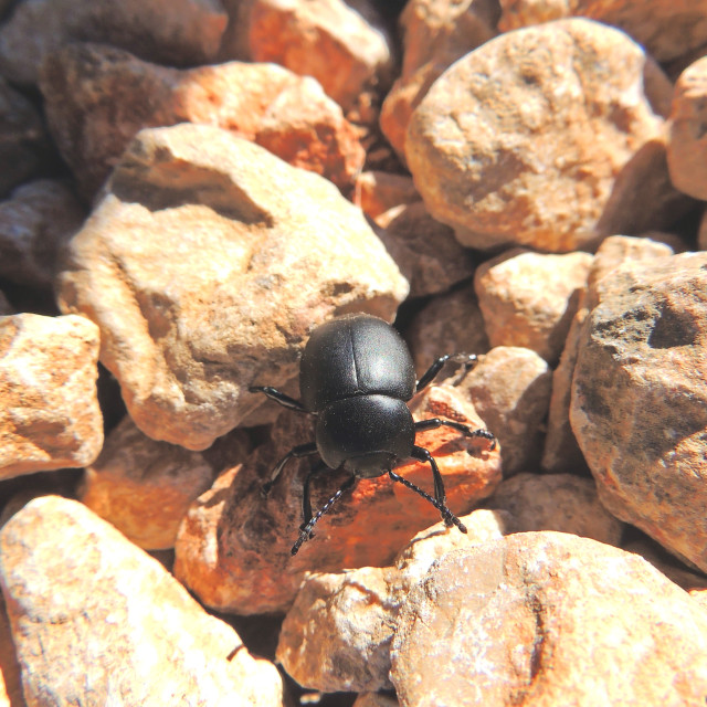 "a beatle" stock image