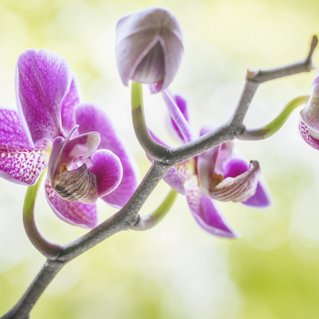 "Purple orchid flowers on a fresh green background" stock image