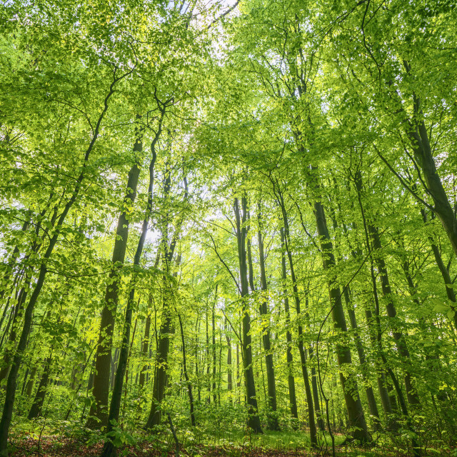 "Green beech forest in the spring in vibrant colors" stock image