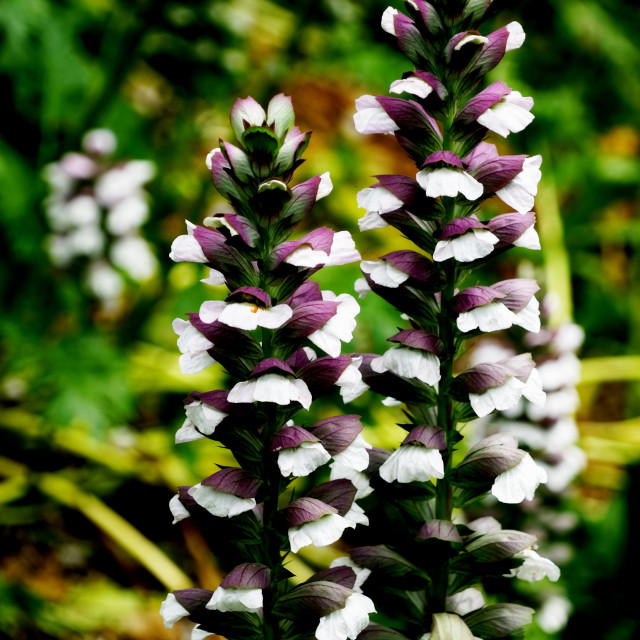 "Acanthus Mollis" stock image