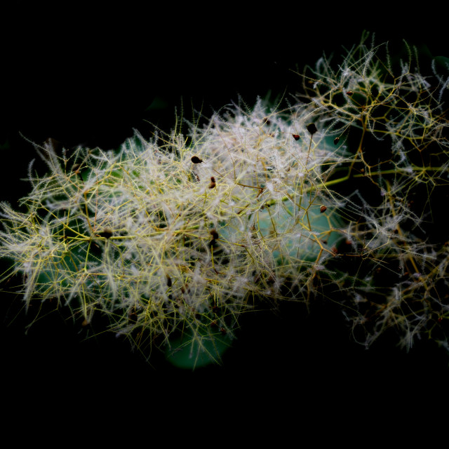 "Mist made of plant" by Amit Mendelsohn - $62.97 "Mist made of plant" stock image