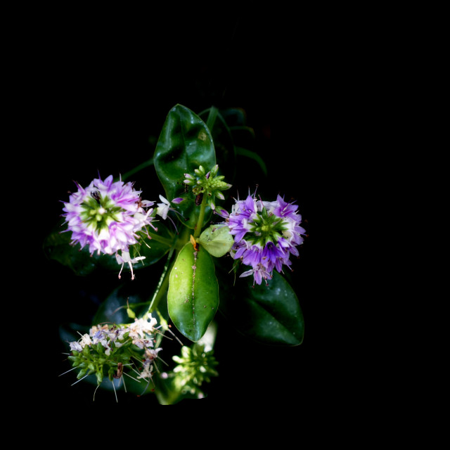 "Water mint" stock image