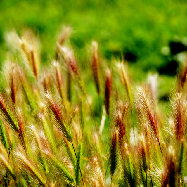"Dogs tail grass" by Amit Mendelsohn - £50.00 "Dogs tail grass" stock image