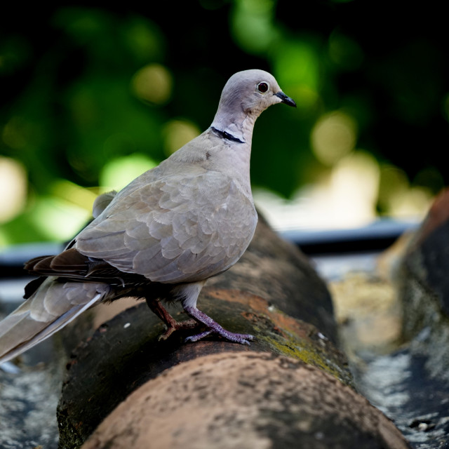 "A euroasian collared dove" by Amit Mendelsohn - £50.00 "A euroasian collared dove" stock image