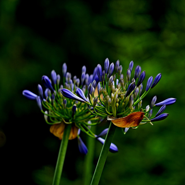 "African Lily" by Amit Mendelsohn - £50.00 "African Lily" stock image