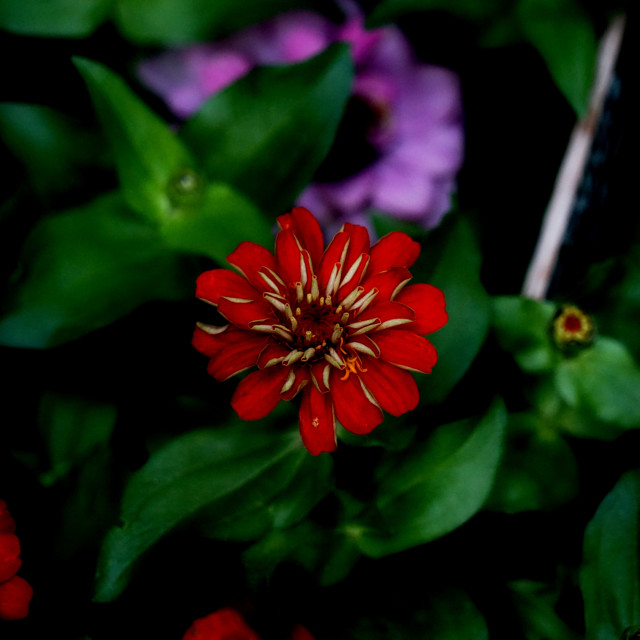 "Common zinnia" by Amit Mendelsohn - £50.00 "Common zinnia" stock image