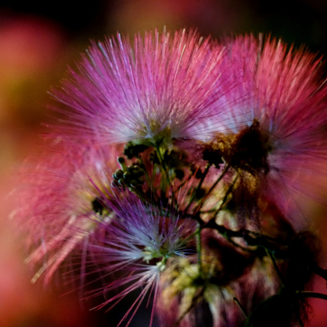 "Persian silk tree" stock image