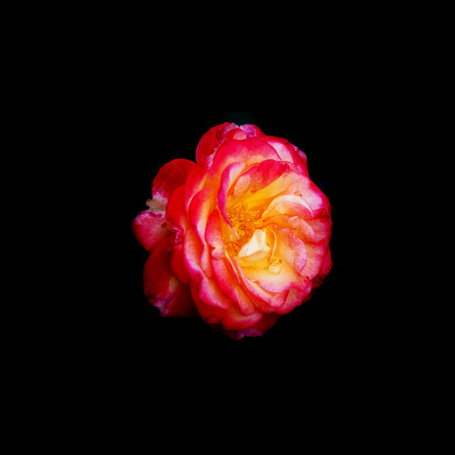 "Garden rose" stock image