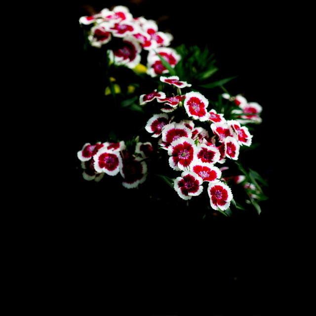 "Sweet William" stock image