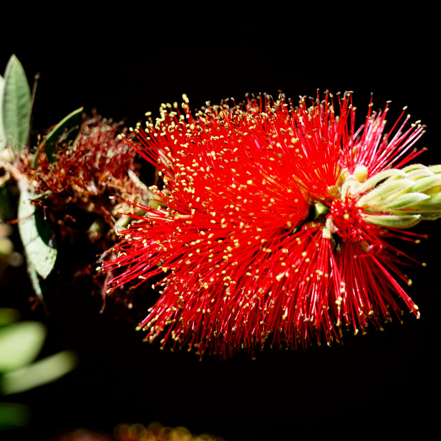 "Callistemon speciosus" stock image