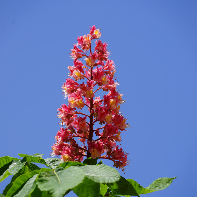 "Red horse-chestnut" stock image