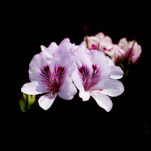 "Regal pelargonium" stock image