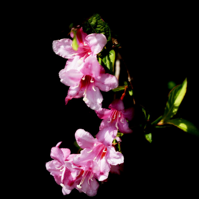 "Azalea" stock image