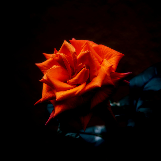 "Red Rose" stock image