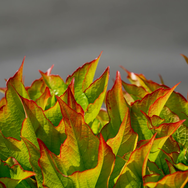 "fire plant" stock image