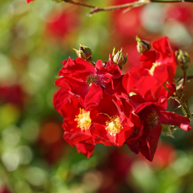 "Garden roses" by Amit Mendelsohn - £50.00 "Garden roses" stock image