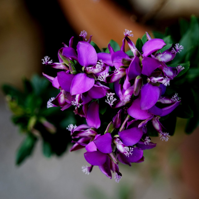 "Polygala myrtifolia" by Amit Mendelsohn - £50.00 "Polygala myrtifolia" stock image