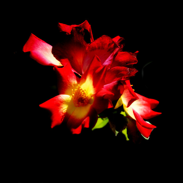 "Gerden rose" by Amit Mendelsohn - $62.97 "Gerden rose" stock image