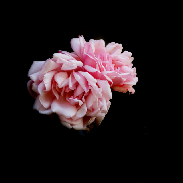 "Pink Rose" by Amit Mendelsohn - $62.97 "Pink Rose" stock image