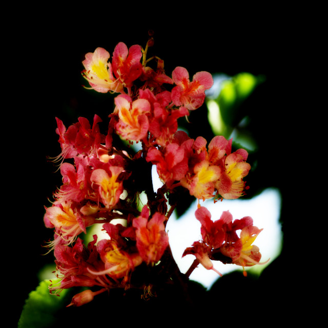 "Red horse-chestnut" by Amit Mendelsohn - $62.97 "Red horse-chestnut" stock image
