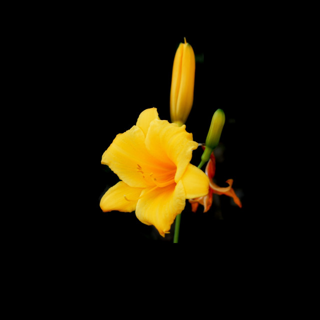 "Long Yellow Daylily" stock image