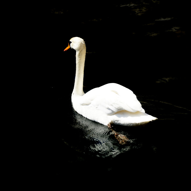 "A swan" by Amit Mendelsohn - £50.00 "A swan" stock image