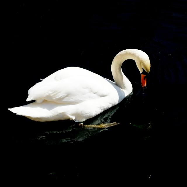 "A swan" stock image