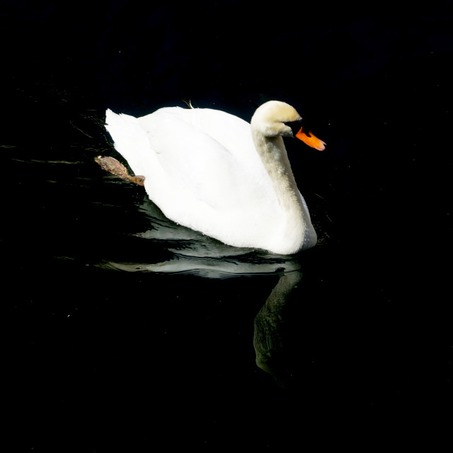 "A swan" by Amit Mendelsohn - £50.00 "A swan" stock image