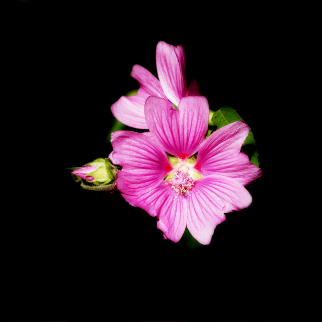 "Malva alcea" stock image