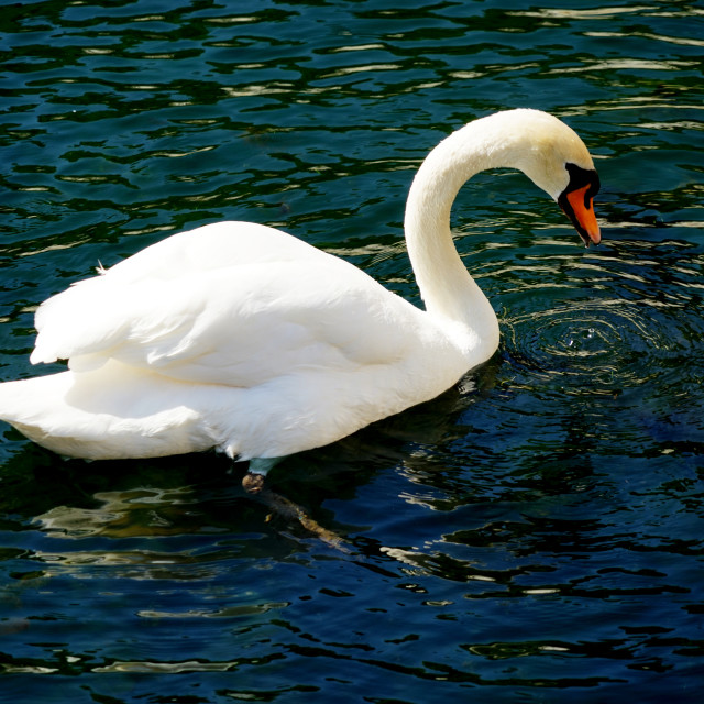 "A swan" by Amit Mendelsohn - £50.00 "A swan" stock image