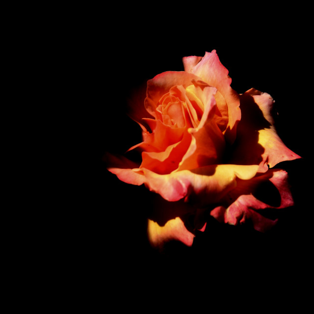 "Rose" by Amit Mendelsohn - $62.97 "Rose" stock image