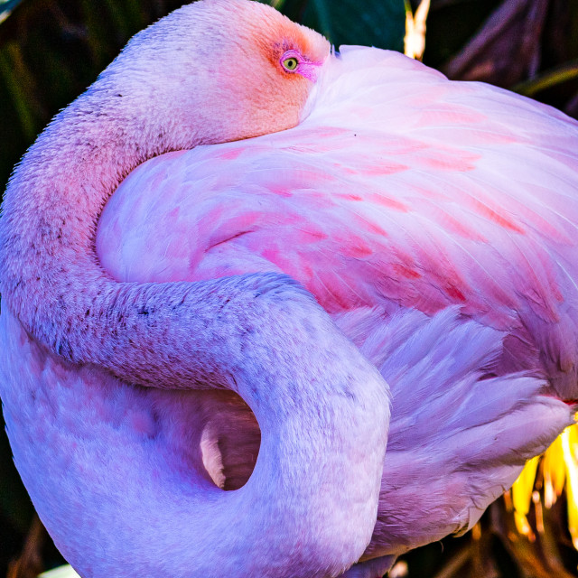"Pink Flamingo" stock image