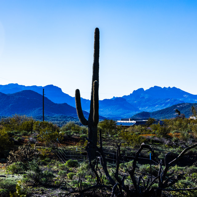"Organ pipe cactus" stock image