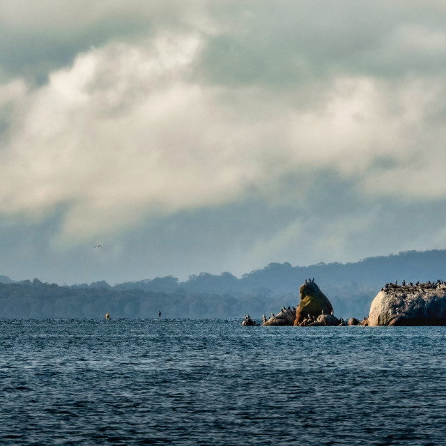 "Bird Covered Estuary Rock" stock image