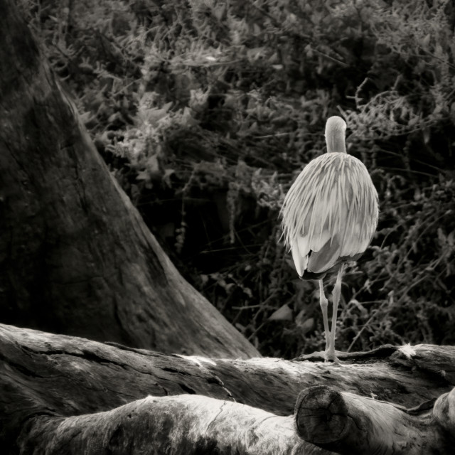 "White Faced Heron" stock image