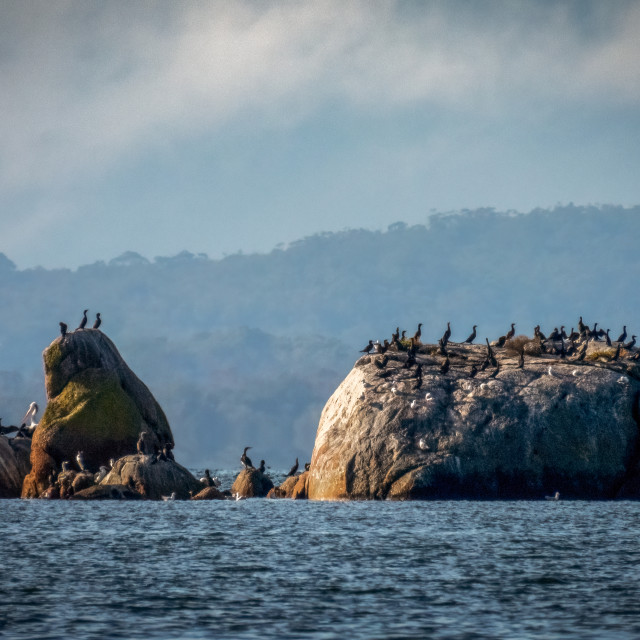 "Shag Covered Rock, Wilson's Inlet" stock image