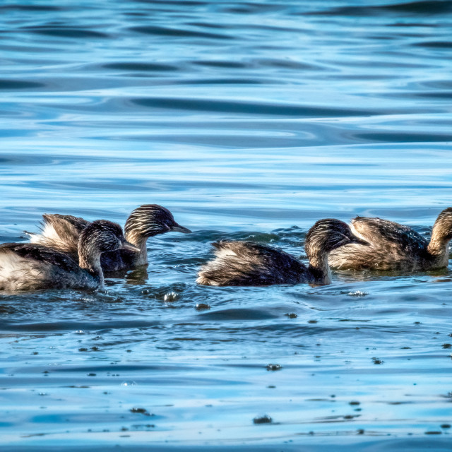 "Water Birds in Blue Water" stock image