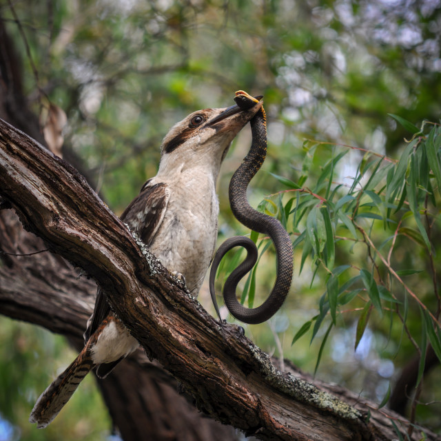 "Kookaburra with Tiger Snake" stock image