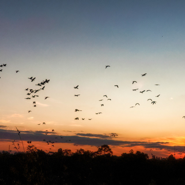 "The Big Flock at Sunset" stock image