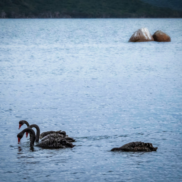"Swans on Wilsons Inlet" by Sam Blight - $12.69 "Swans on Wilsons Inlet" stock image