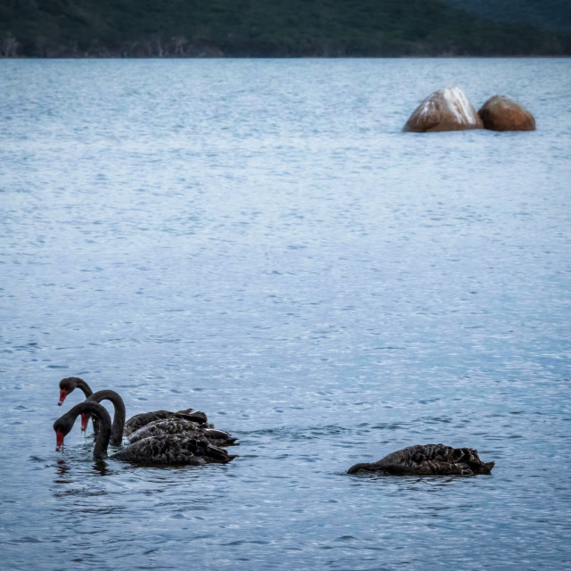 "Swans on Wilsons Inlet" stock image