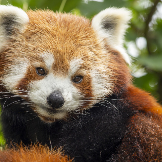 "Red Panda" stock image