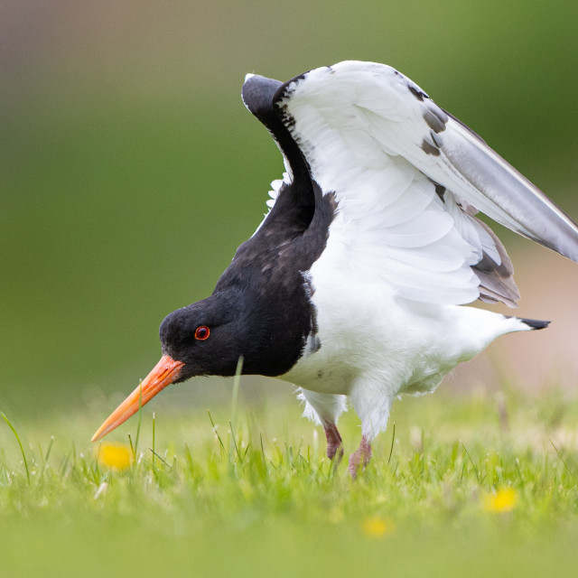 "Oystercatcher with wings open" stock image