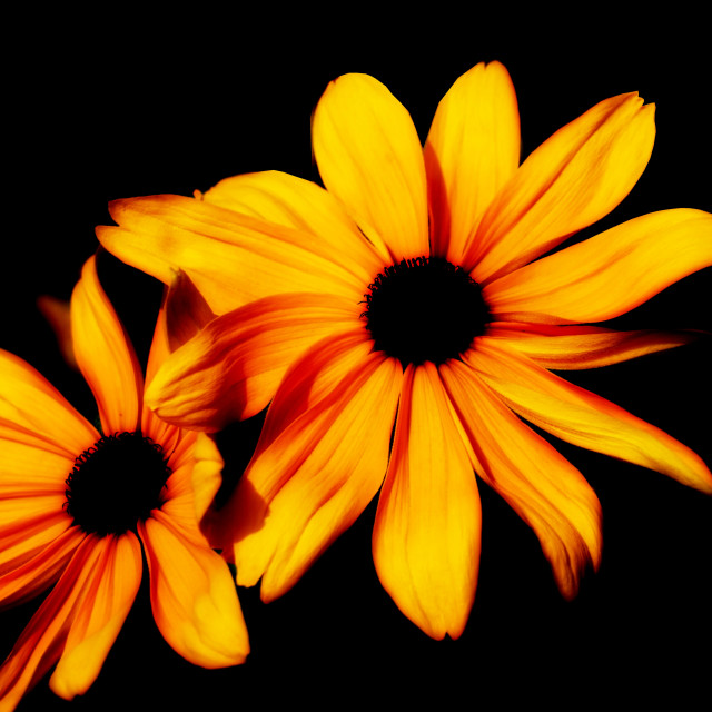 "Black-eyed Susan" stock image