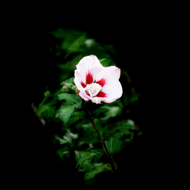 "Common Hibiscus" stock image