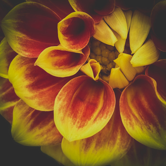 "Dahlia close up" stock image