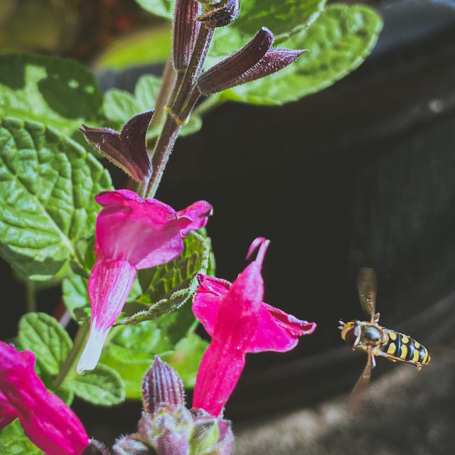 "Collecting pollen" stock image