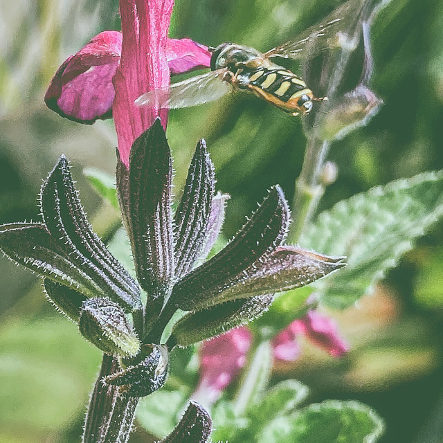 "Collecting pollen" stock image