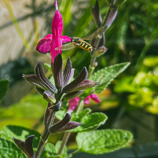 "Collecting pollen" stock image